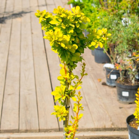 Барбарис тунберга "Maria"