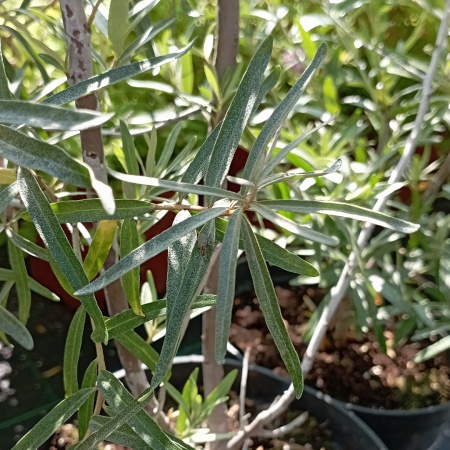 Облепиха Эссель