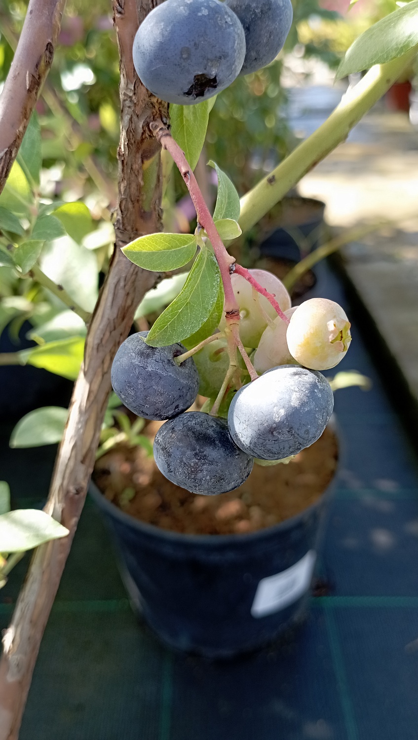 Голубика «Блюкроп»