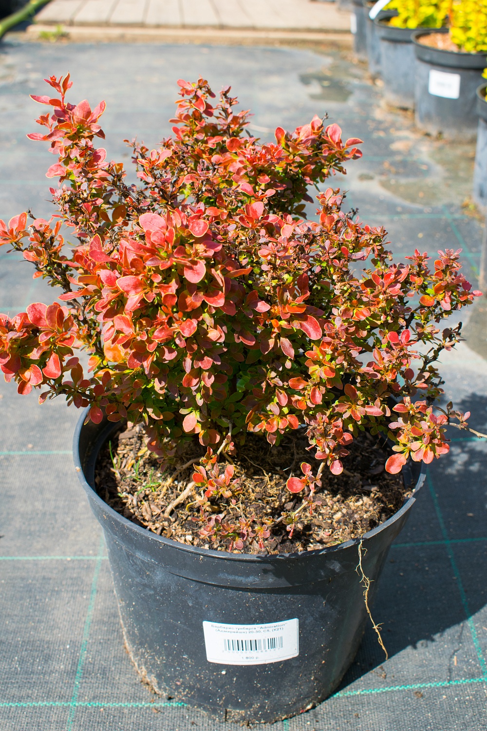 Барбарис тунберга "Admiration" (Адмирейшн)