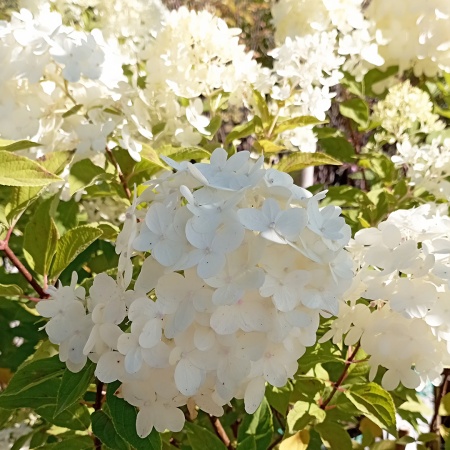 Гортензия "Vanille Fraise"