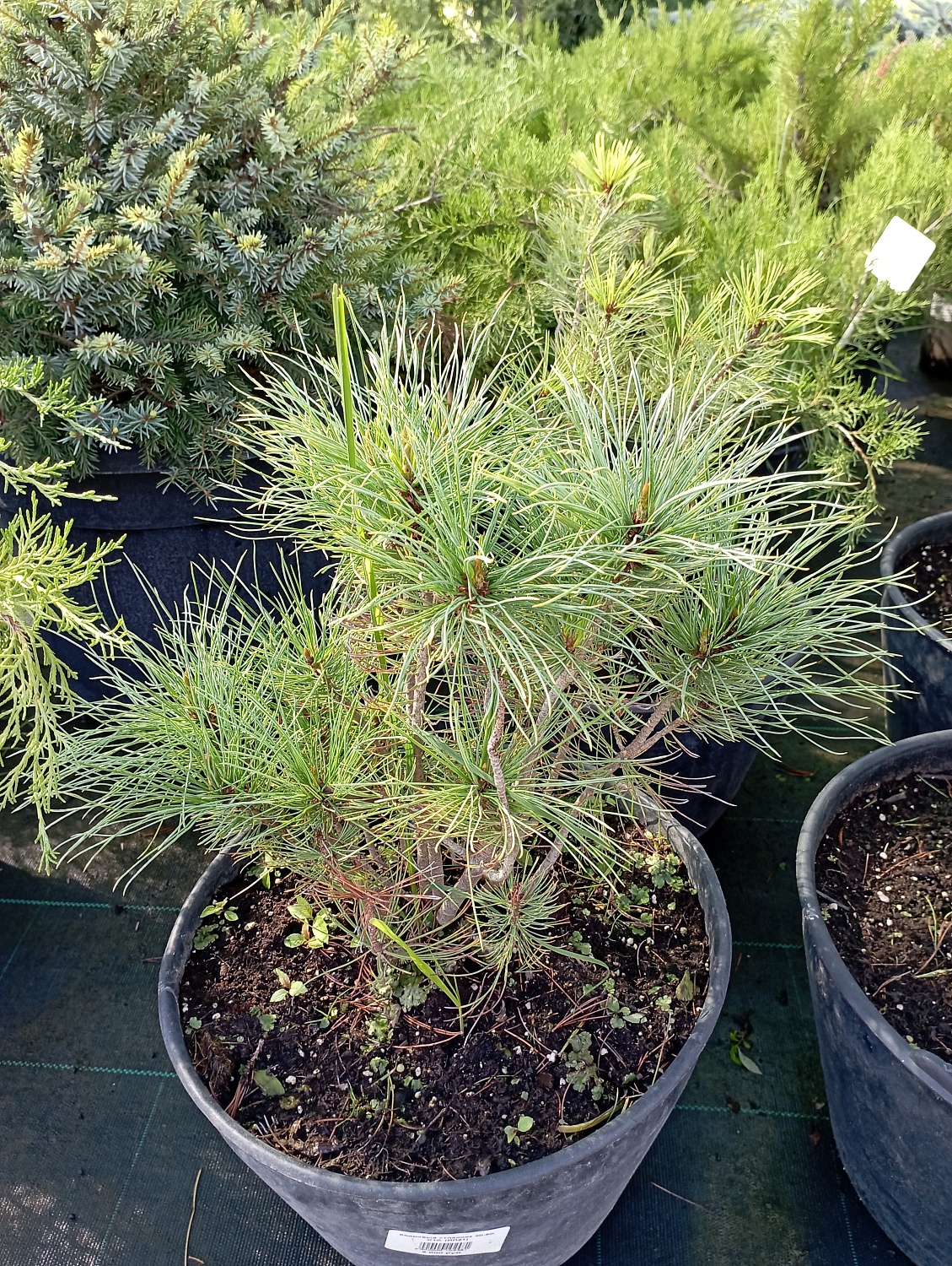 Кедровый стланик