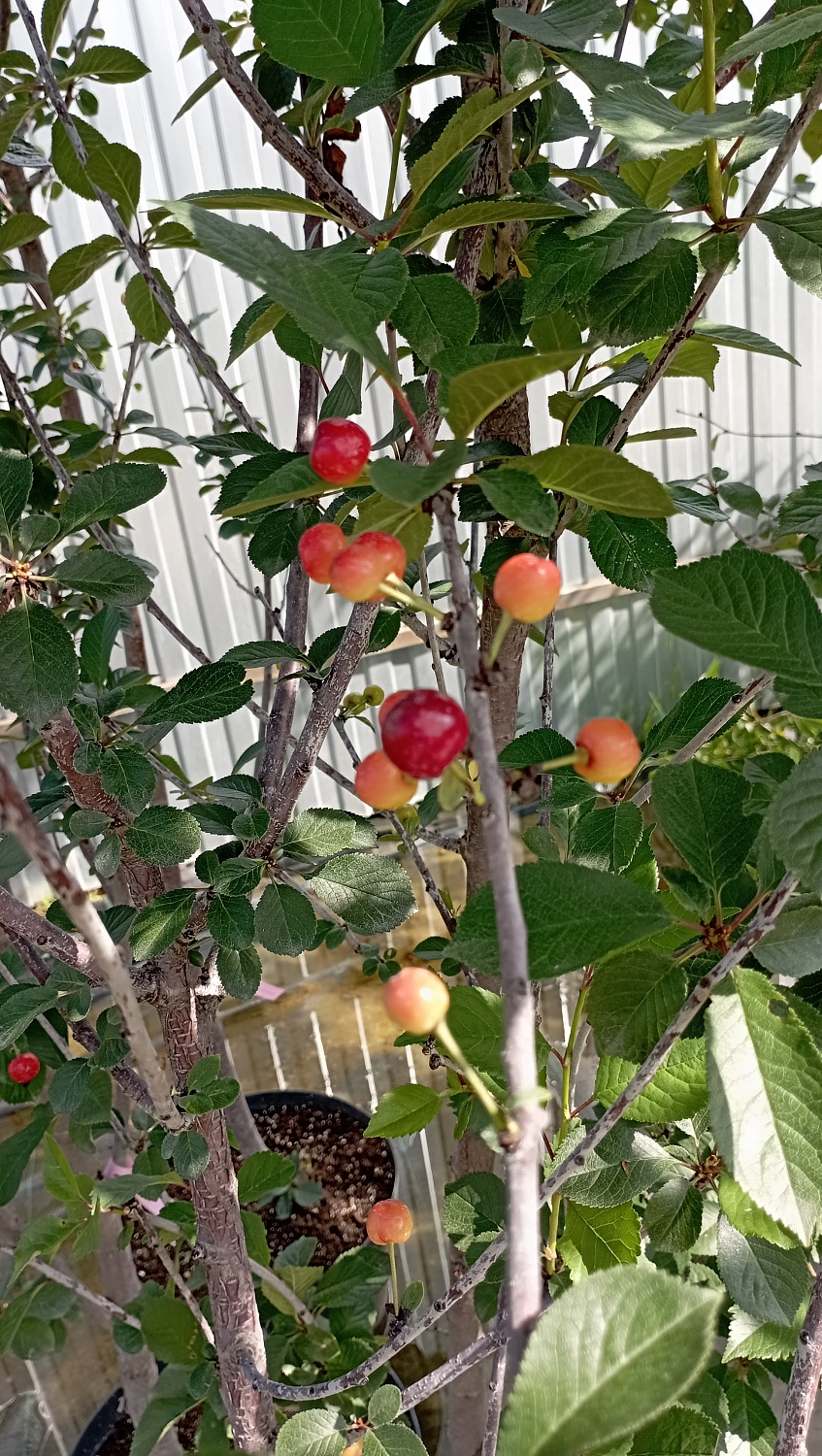 Вишня Булатниковская