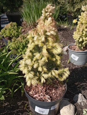 Ель сизая "Daisy's White"