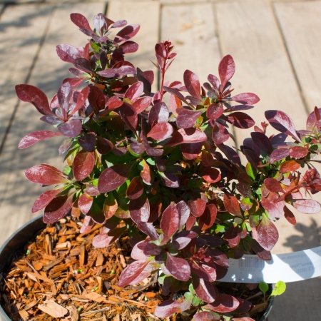 Барбарис тунберга "Atropurpurea Nana" (Атропурпуреа Нана)