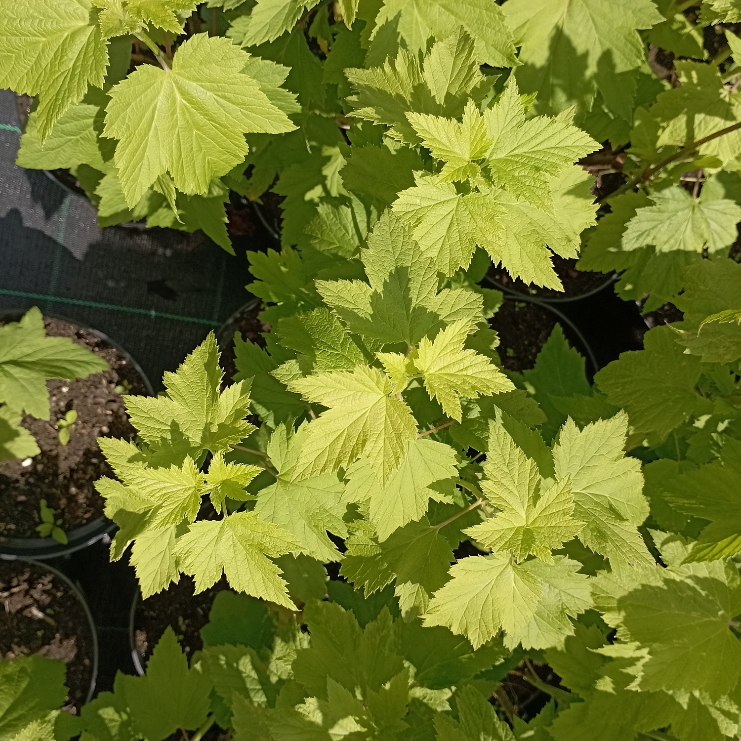 Смородина черная «Селеченская»