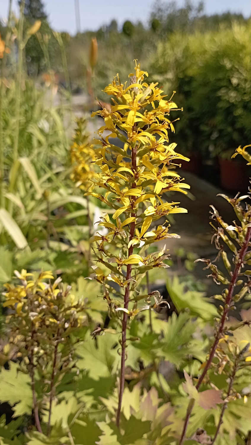 Бузульник узкоголовчатый "Рокет"