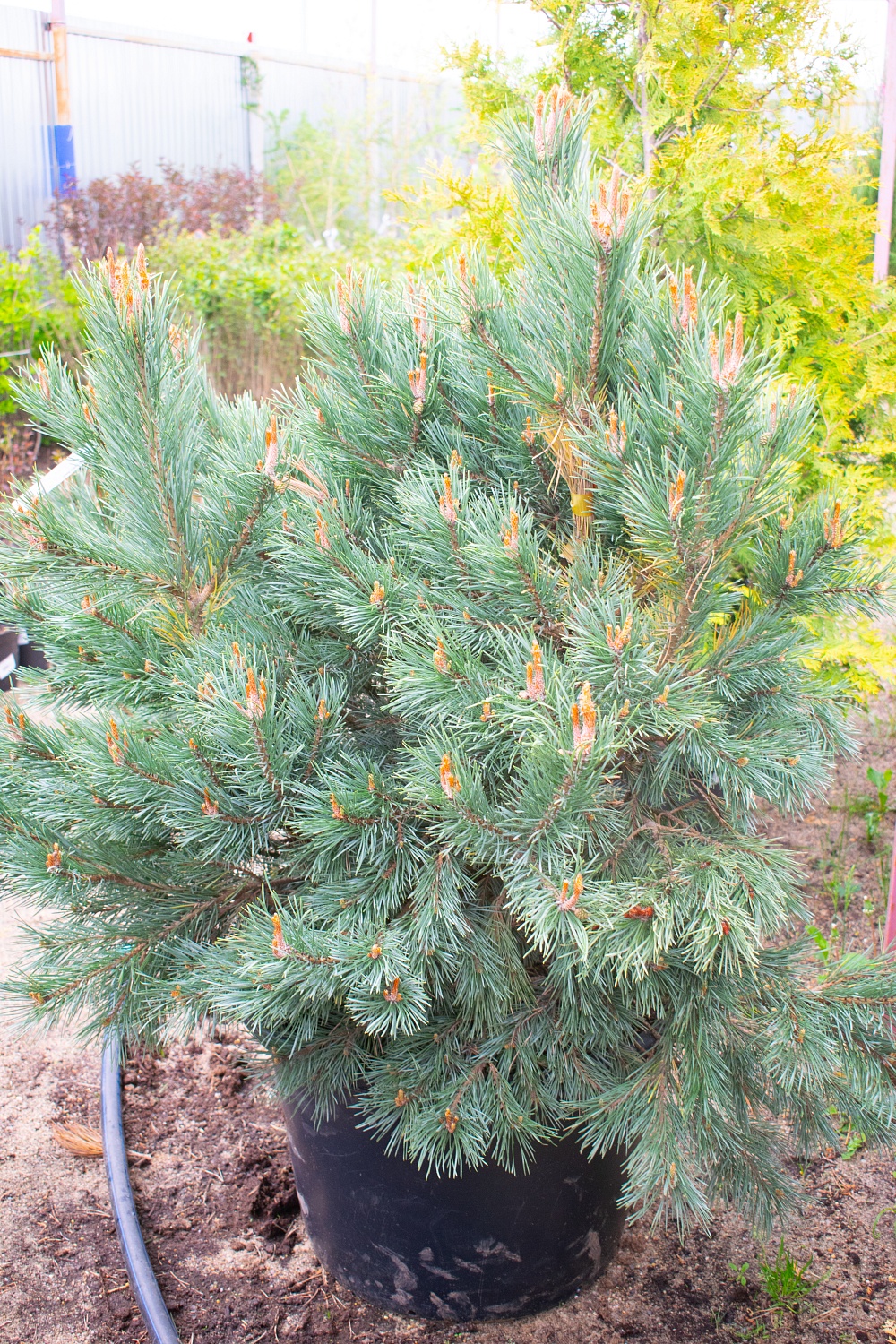 Сосна обыкновенная "Ватерери" / Pinus sylvestris "Watereri"