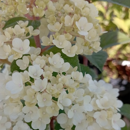 Гортензия метельчатая "Dentelle de Gorron"