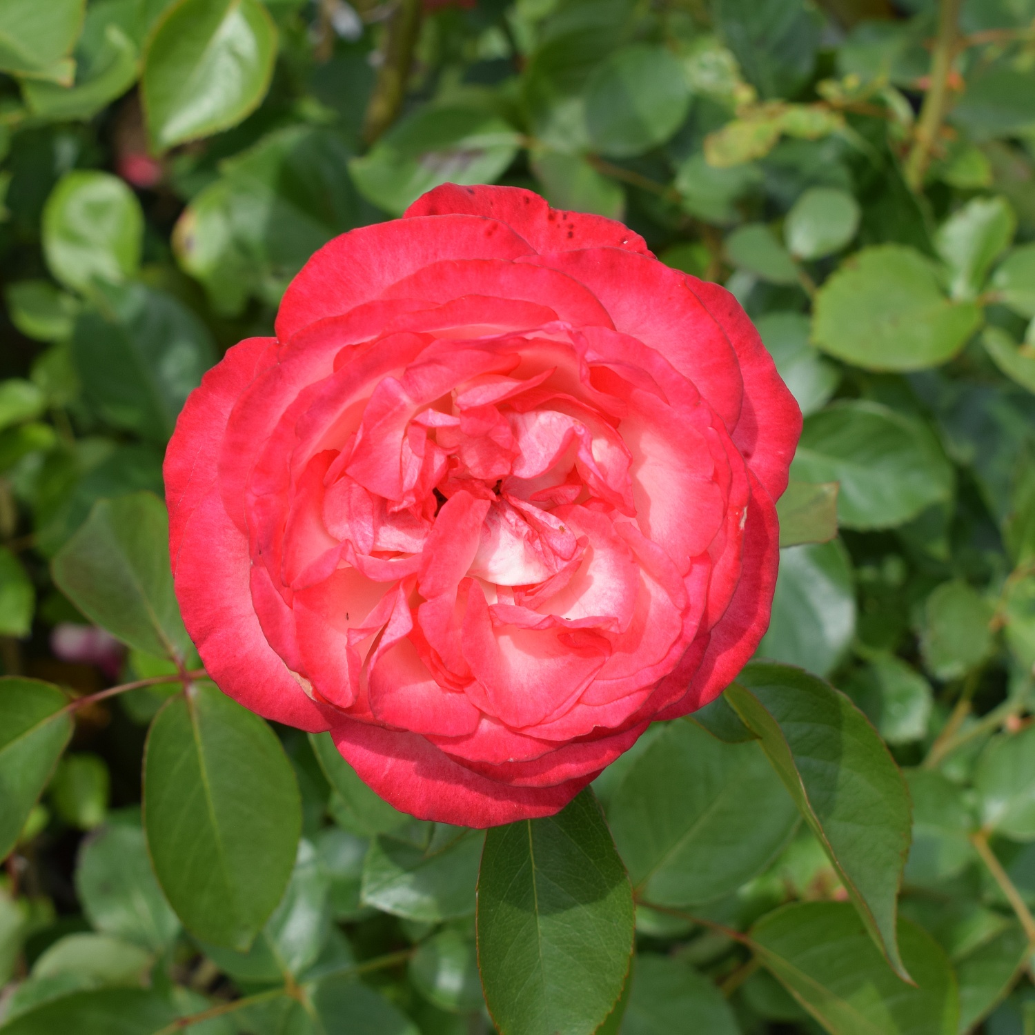 Розы красные… Розы прекрасные…. Или 200 сортов кустовых роз, которые могут украсить ваш сад и вашу жизнь! Розы красные… Розы прекрасные…. Или 200 сортов кустовых роз, которые могут украсить ваш сад и вашу жизнь!