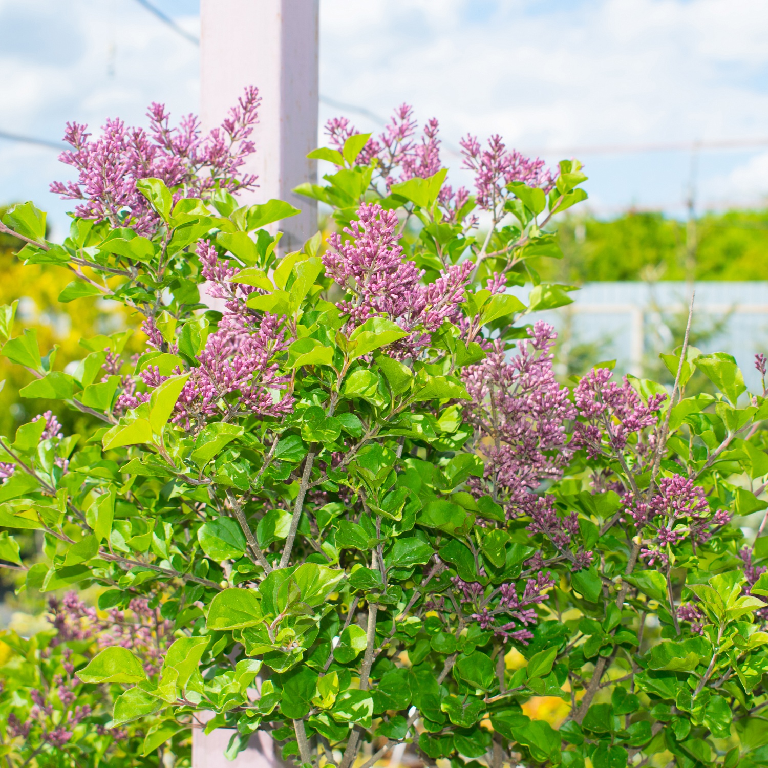 Декоративные деревья и кустарники: реальная красота
