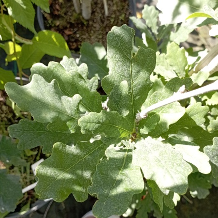 Дуб пирамидальный