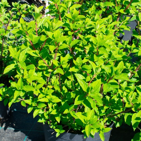 Гортензия метельчатая "Diamantino"