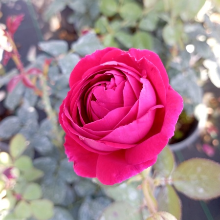 Роза английская "Уильям Шекспир" (William Shakespear)