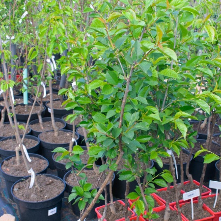 Дюк "Спартанка"