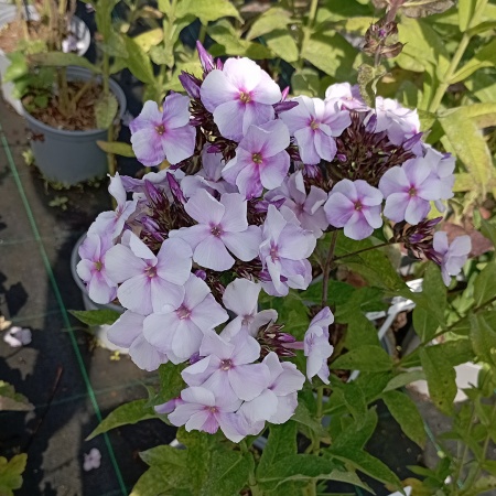 Флокс метельчатый "Сиреневый Костюм"