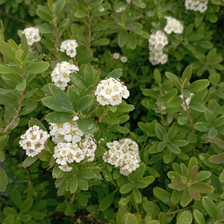 Спирея ниппонская "Snowmound" (Сноумаунд)