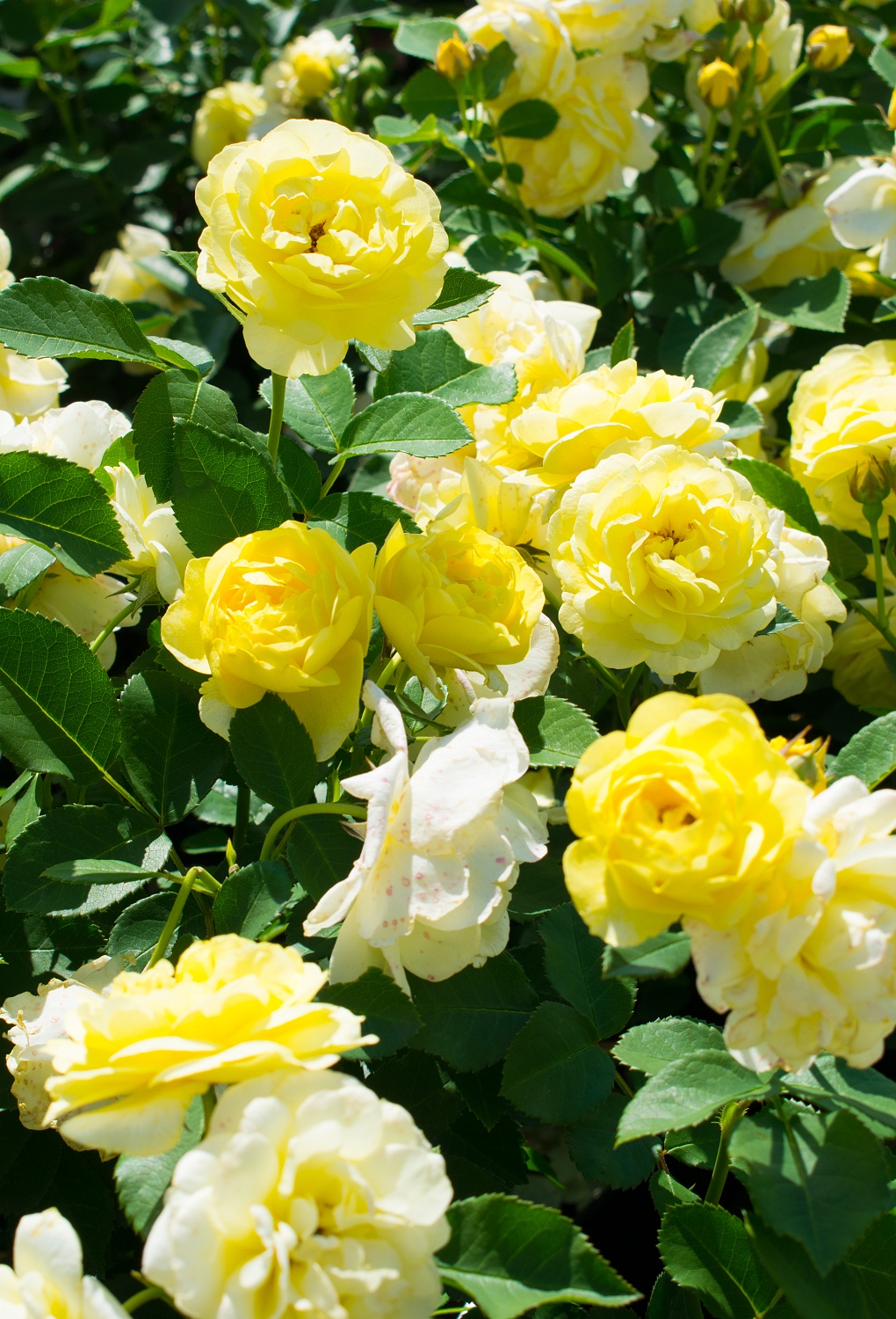 Роза флорибунда "Comtesse du Barry" ("Комтесса Дю Барри")