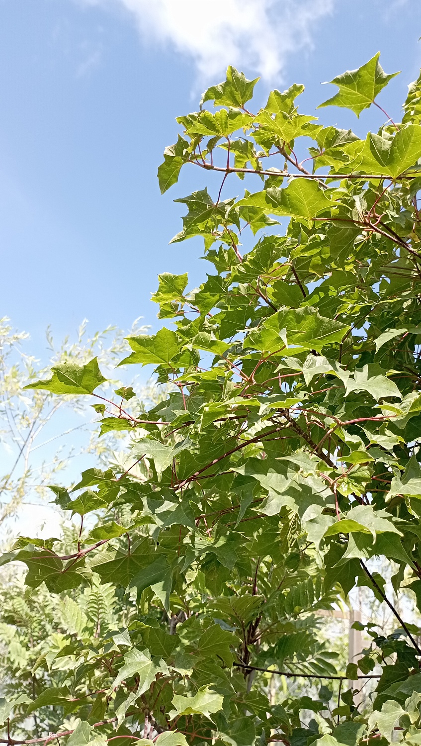 Клён веерный Ample Surprise