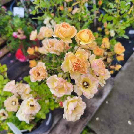 Роза Еллоу Фейри