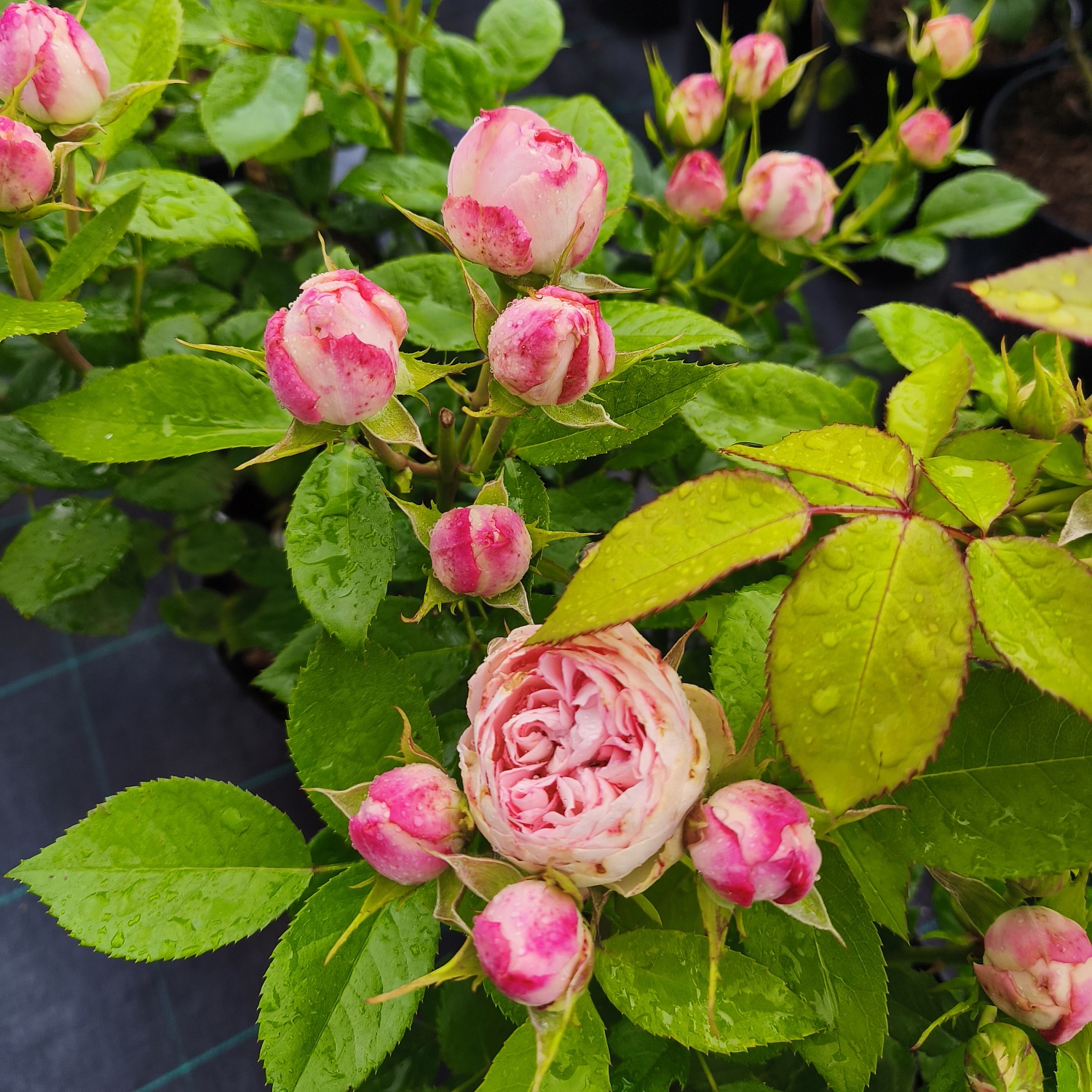 Роза чайно-гибридная Чарминг Пьяно