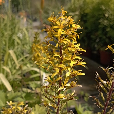 Бузульник узкоголовчатый "Рокет"