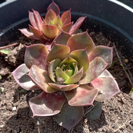 Молодило "Palisander" (Палисандер)