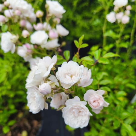 Роза Уайт Фейри