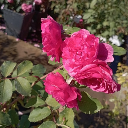 Роза шраб "Морден Руби" (Morden Ruby )