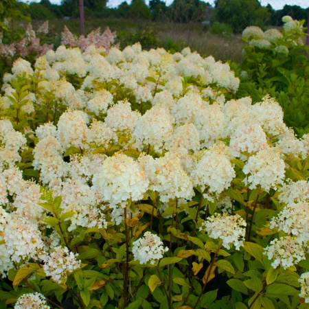 Гортензия метельчатая "Strawberry Blossom" (Строберри Блоссом)