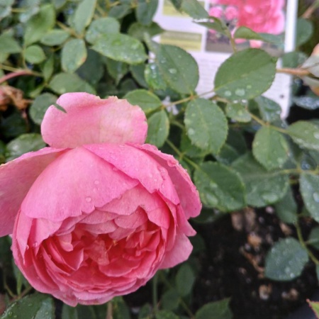 Роза английская "Боскобель" (Boscobel)