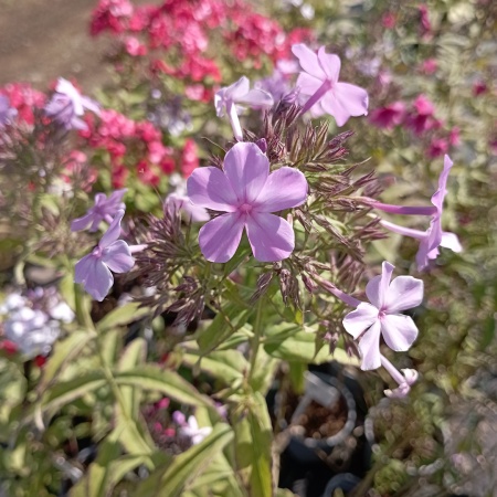 Флокс метельчатый "Hesperis" (Хесперис)