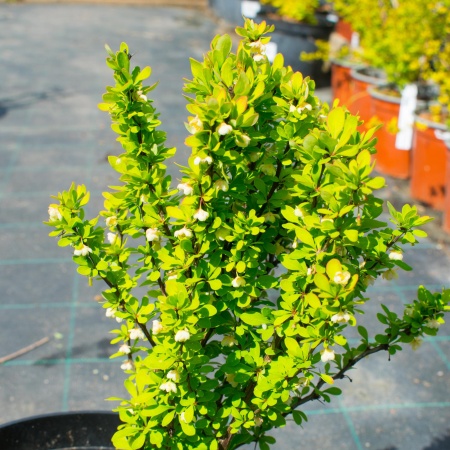 Барбарис Тунберга "Erecta"