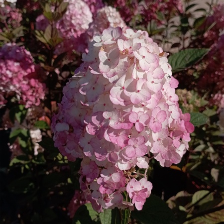 Гортензия метельчатая "Самарская Лидия"