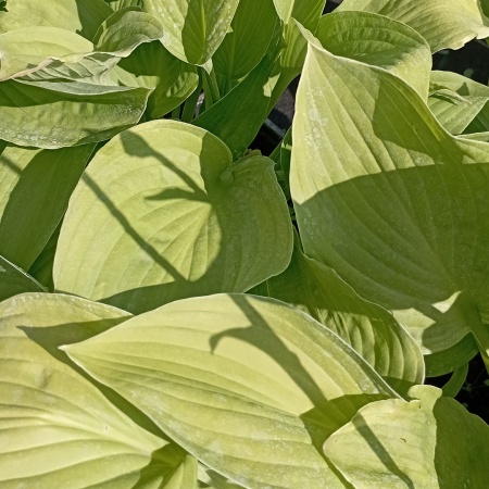 Хоста "Hyacinthina" (Гиацинтина)