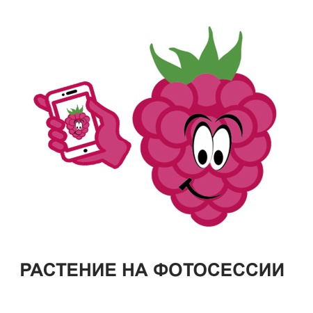 Дуб красный / "Quercus rubra"