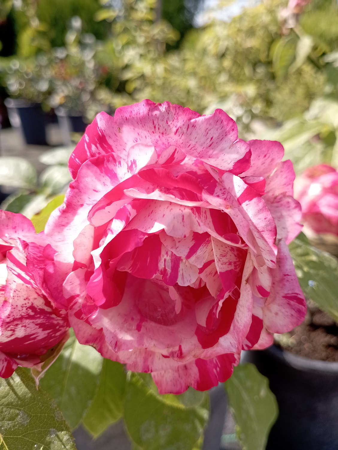 Роза почвопокровная "Сатина" (Satina)