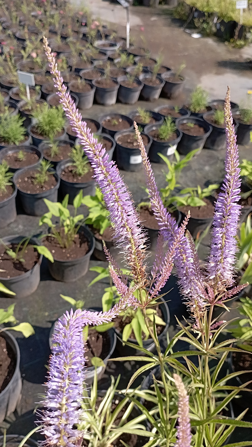 Вероникаструм виргинский (светло-сиреневый)