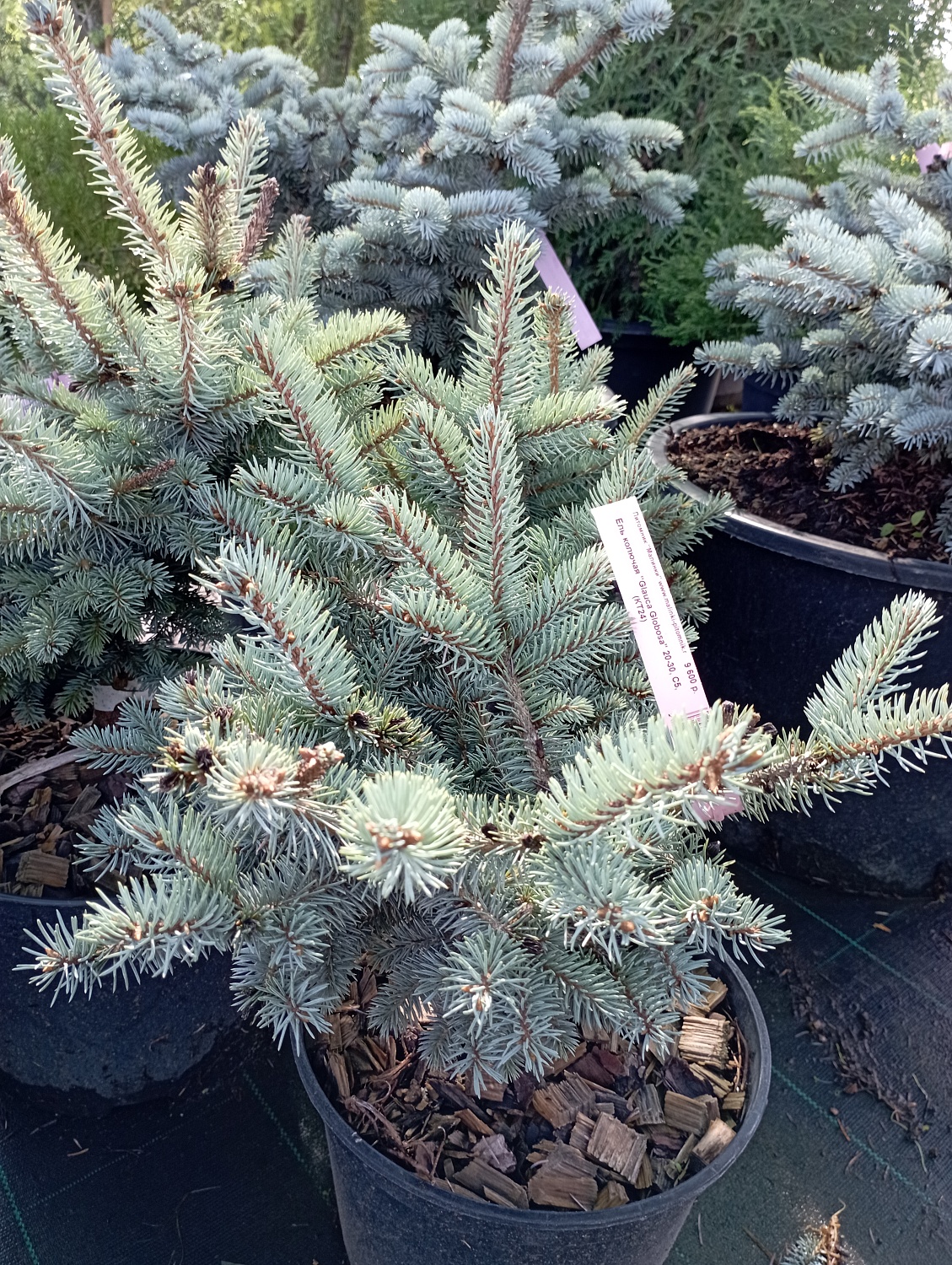 Ель колючая голубая "Глаука Глобоза" / Picea pungens Glauca Globosa