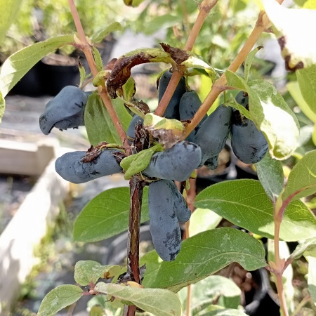 Жимолость "Лебёдушка"