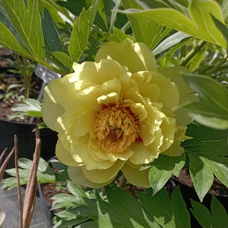 Пион ИТО-гибрид "Bartzella" (Бартзелла)