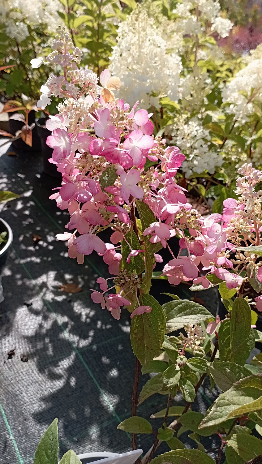 Гортензия метельчатая "Pastel Green" (Пастель Грин)