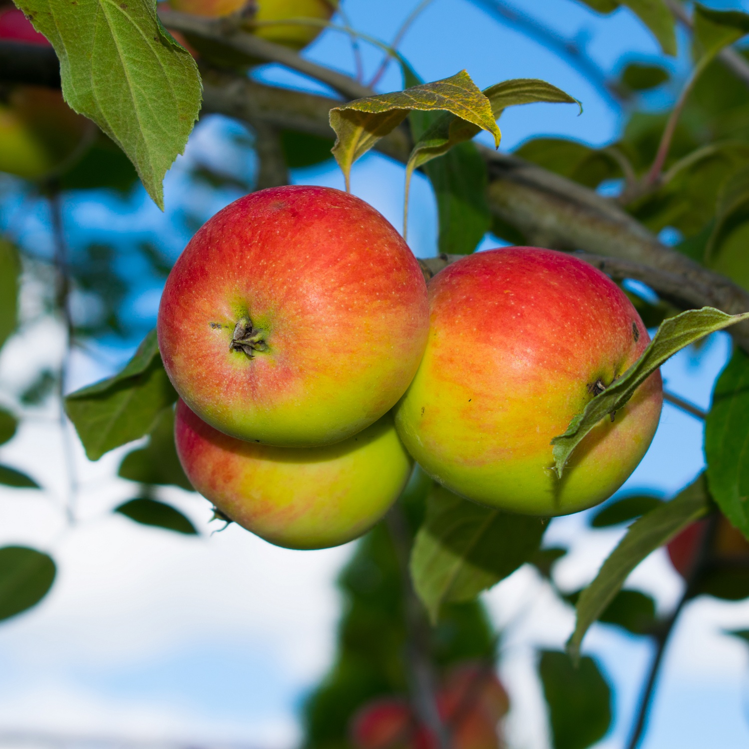 Наступает новый дачный сезон - а это прекрасное время для посадки саженцев плодовых растений