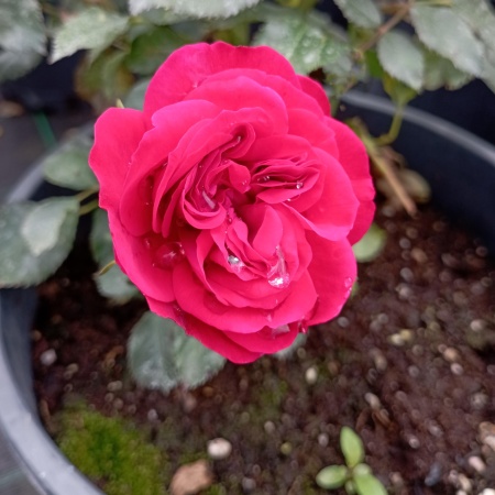 Роза английская "Кинг Артур" (King Arthur)