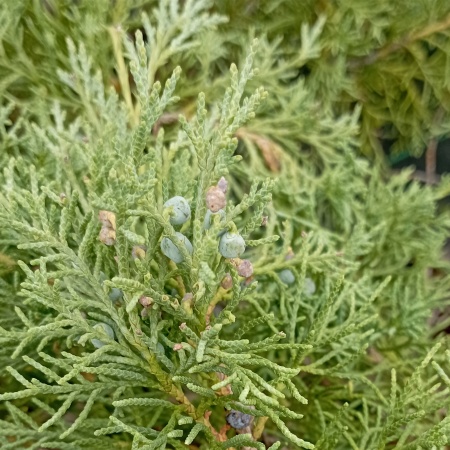 Можжевельник виргинский "Hetz"