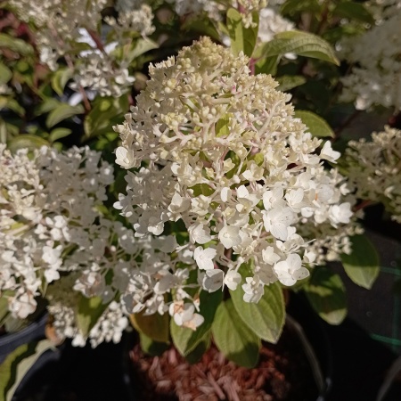 Гортензия метельчатая "Little Hottie" (Литтл Хотти)