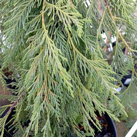 Кипарисовик нутканский