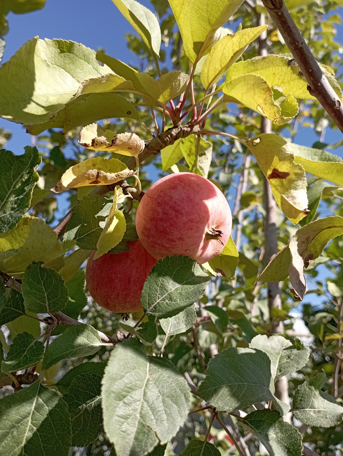 Яблоня "Серебряное копытце"