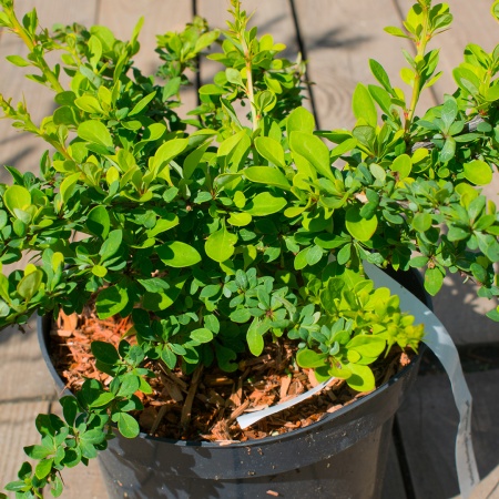 Барбарис тунберга "Green Carpet" (Грин Карпет)