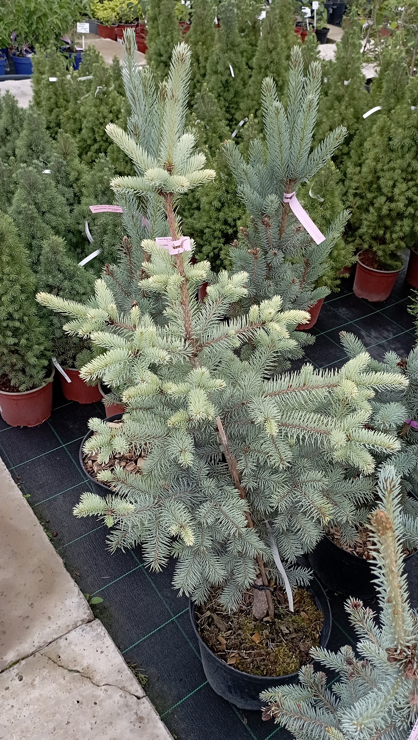 Ель колючая "Edith"